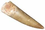 Fossil Plesiosaur (Zarafasaura) Tooth - Morocco #287147-1